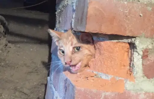 brickcat