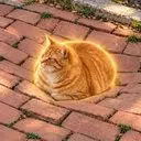 brickcat