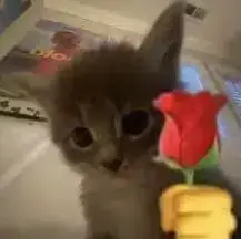 ily