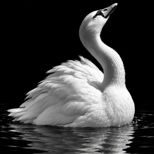 SWAN