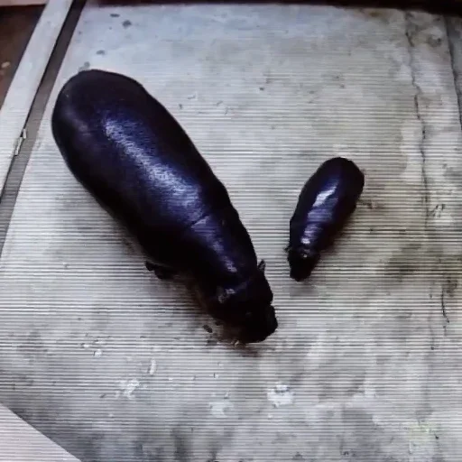 EGGPLANT