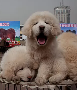 索拉纳