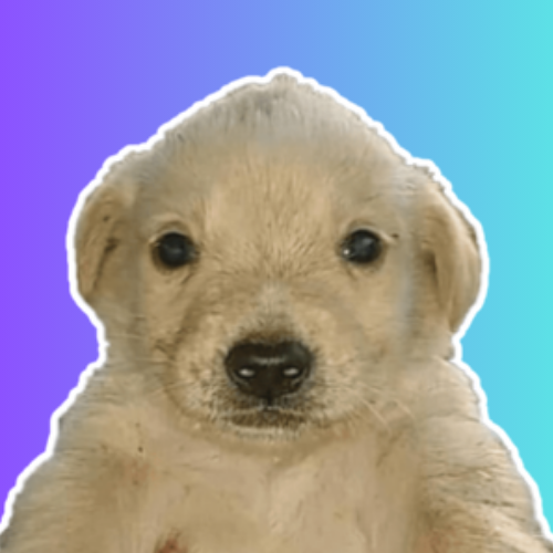 PERRO