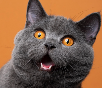 MEOW