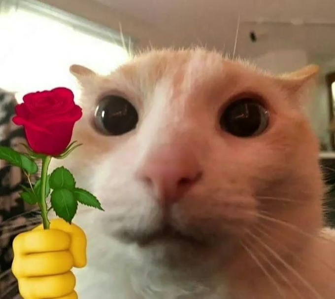 ily