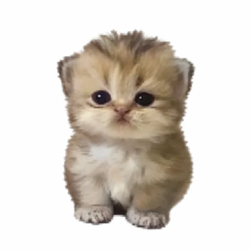 mimi