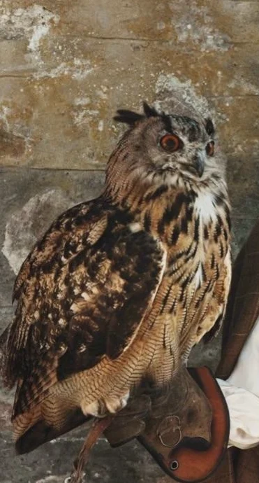 OWL